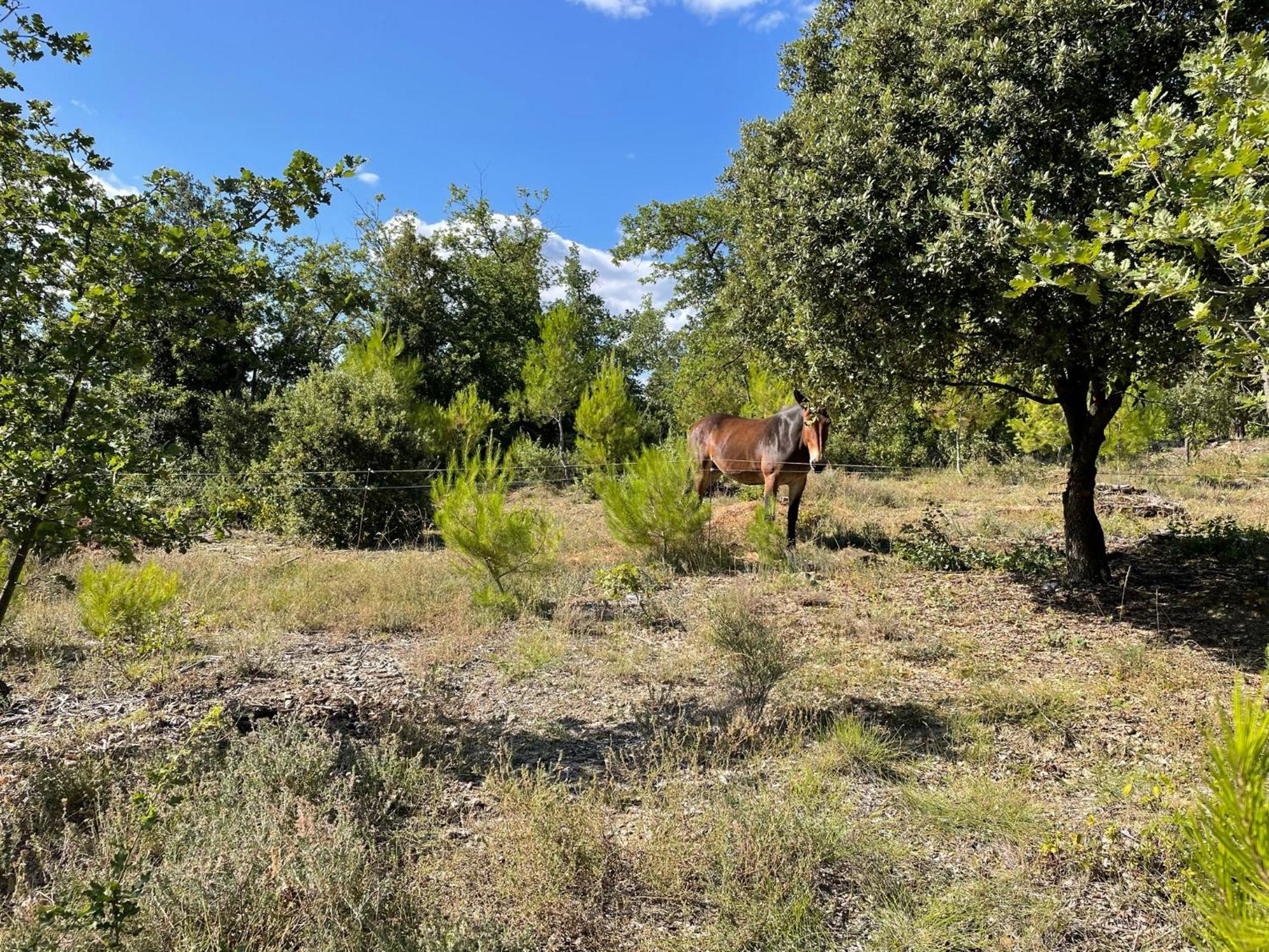 Les Yourtes De Provence Bed & Breakfast Saint-Paulet-de-Caisson Bagian luar foto