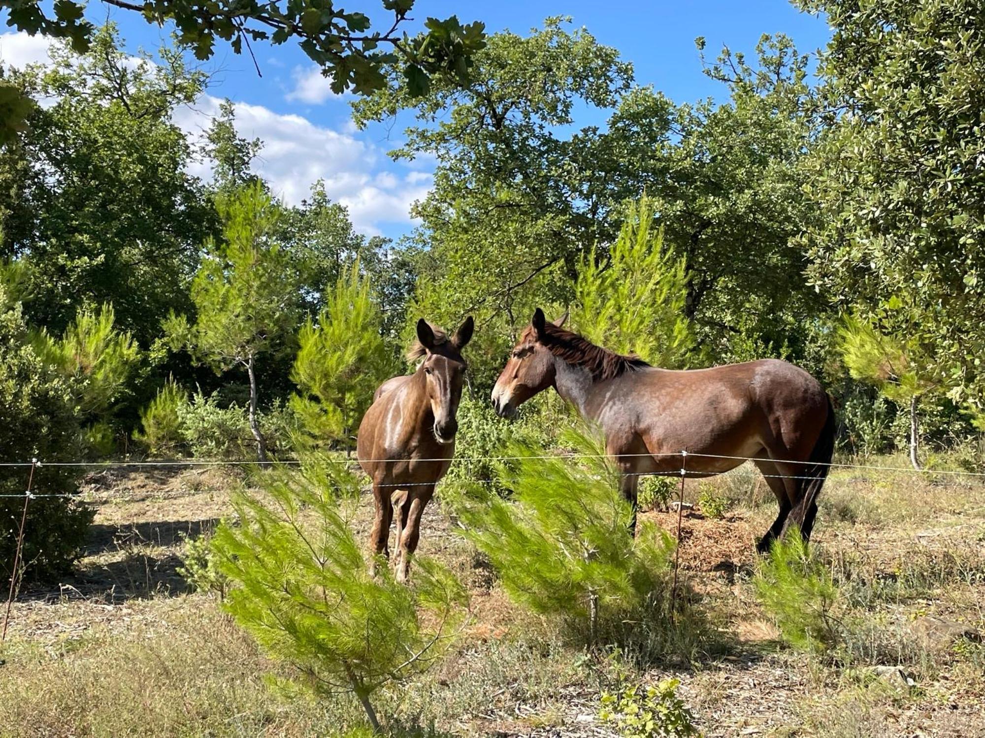 Les Yourtes De Provence Saint-Paulet-de-Caisson Bagian luar foto